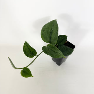 Z-5324 - Scindapsus pictus 'Green Army'