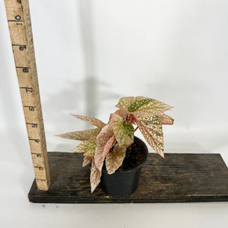 Begonia 'Snow Capped' (Variegated) [#1469]
