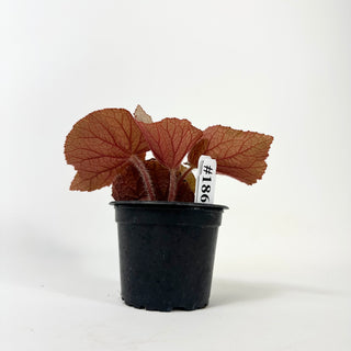 Begonia 'Rice Paper' [#1869]