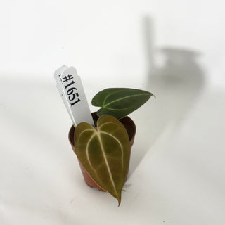 Anthurium carlablackiae x 'Arnold Schwarzenegger' - Seedling [#1651]