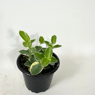 Hoya cumingiana albo-marginata [#1604]