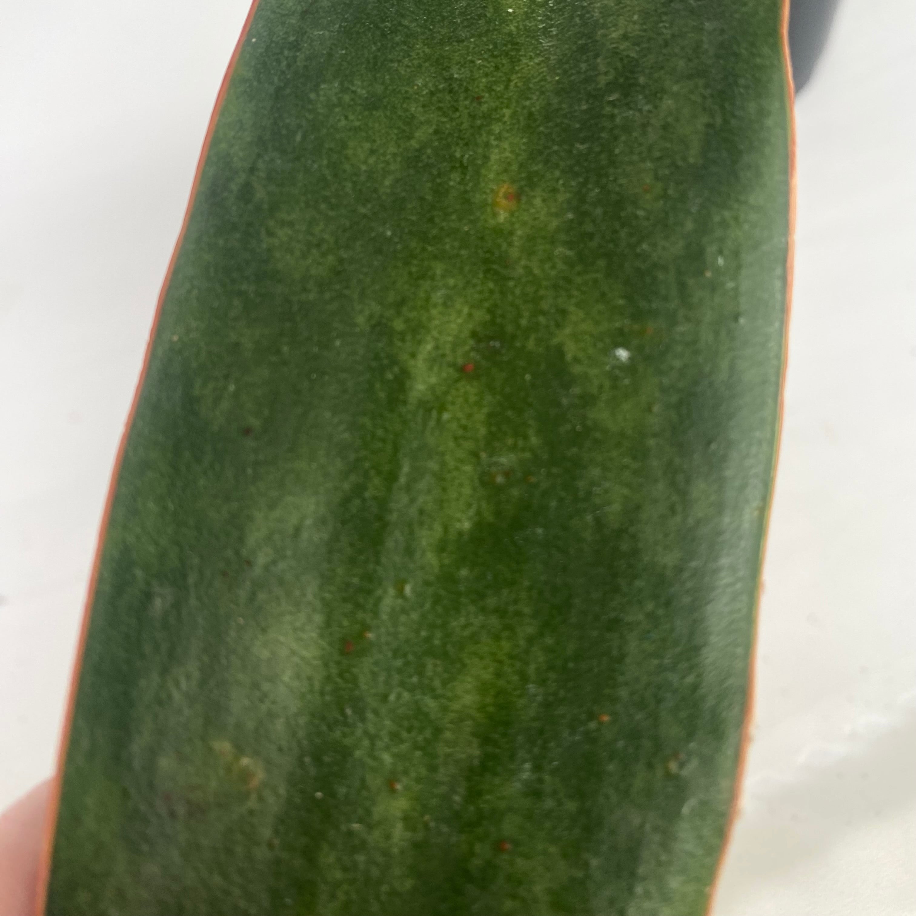 sansevieria subspicata rosea grandis Sansevieria subspicata 'Rosea Grandis'