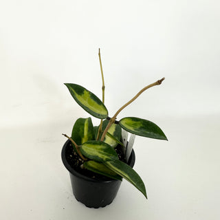 Hoya verticillata 'Suet Jade' [#2285]