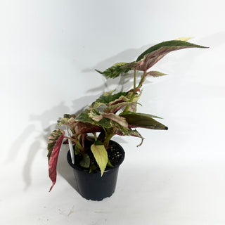 Z-5021 - Begonia 'Ginny Galaxy'