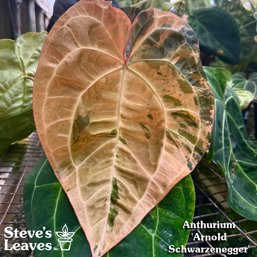 anthurium magnificum silver care Anthurium magnificum/‘Silver Blush' x 'Arnold Schwarzenegger'