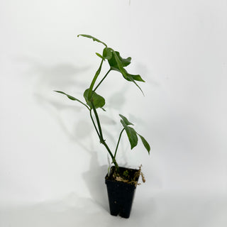 Z-4513 - Anthurium pentaphyllum