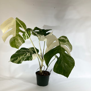 Monstera deliciosa var. borsigiana albo-variegata [#1853]