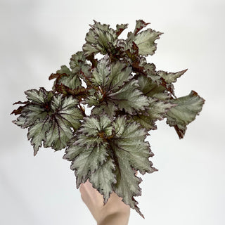 Begonia '50 Shades of Gray' [#1148]