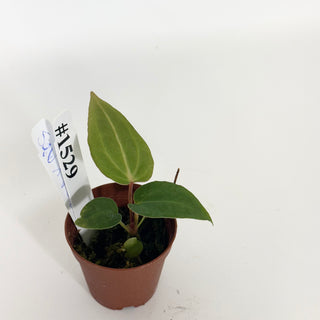 Anthurium 'Savannah' x 'Prince of Darkness' - Seedling [#1529]