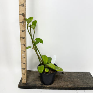 Hoya liangii [#1746]