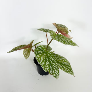 Begonia 'Snow Capped' (Variegated) [#2171]