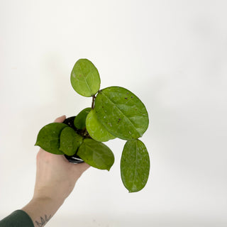 Z-5328 - Hoya 'Michele' (Splash)