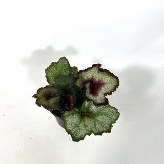 Begonia 'Maestro Miller' [#2166]
