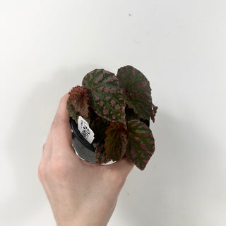 Begonia "Crazy Pink" [#2466]