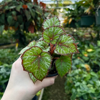 Begonia 'Miss Louisiana'