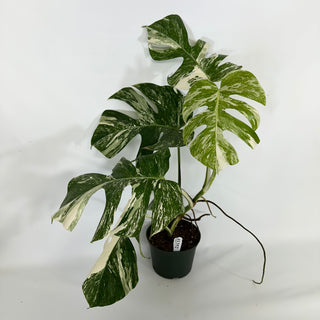 Monstera deliciosa var. borsigiana albo-variegata [#1352]