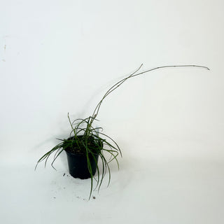 Hoya stenophylla [#2424]