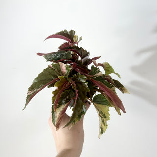 Begonia 'Ginny Galaxy' [#2265]