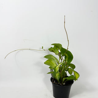 Hoya mindorensis variegata [#2341]