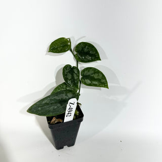 Z-4942 - Scindapsus pictus 'Black Mamba'
