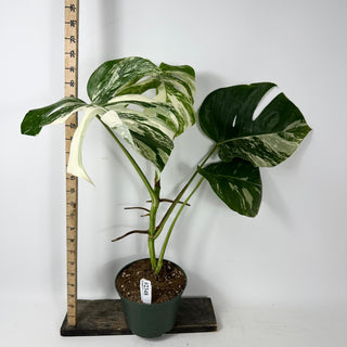 Monstera deliciosa var. borsigiana albo-variegata [#2348]