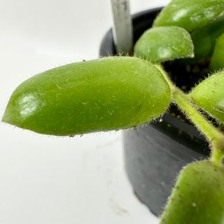Hoya aeschynanthoides