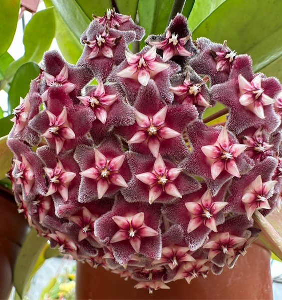 300. HOYA クリスタル レミー マルタン 300. HOYA クリスタル レミー