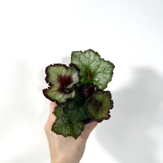 Begonia 'Maestro Miller' [#2166]