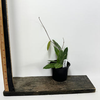 Hoya hypolasia [#1637]