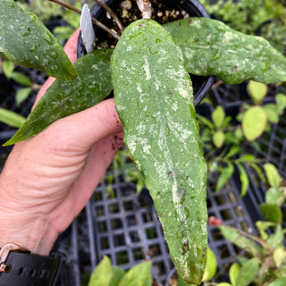 Hoya finlaysonii ‘Trang’