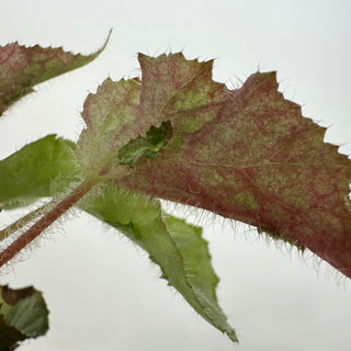 Begonia 'Madhatter' [#2376]
