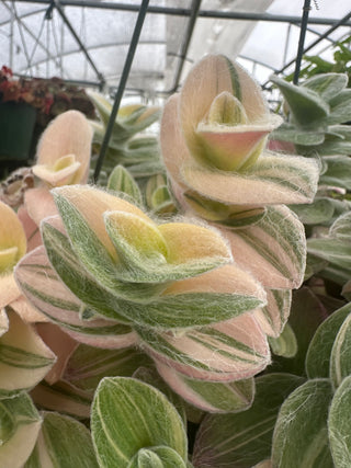 Tradescantia sillamontana variegata