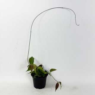 Hoya chloroleuca [#1630]