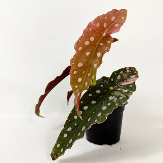 Begonia maculata (Variegated) [#2388]