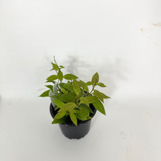 Hoya microdwarf (NS 12-323) [#2099]