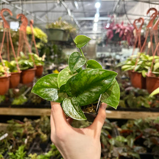 Scindapsus pictus 'Black Mamba'