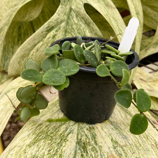 Hoya serpens