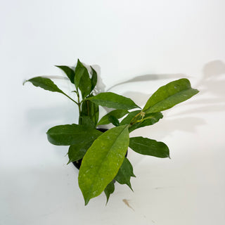 Hoya occultata [#2191]