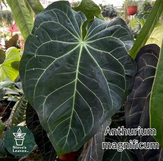 Anthurium magnificum x 'Arnold Schwarzenegger' - Seedling [#1530]