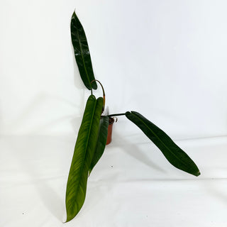 Z-4430 - Philodendron bicolor (Non-TC)