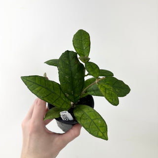 Hoya finlaysonii ‘Alesia’ [#1857]