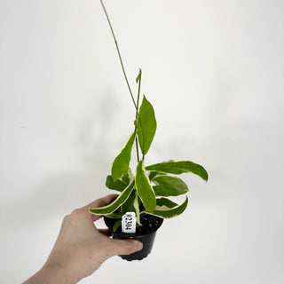 Hoya pimenteliana (outer variegated) [#2304]