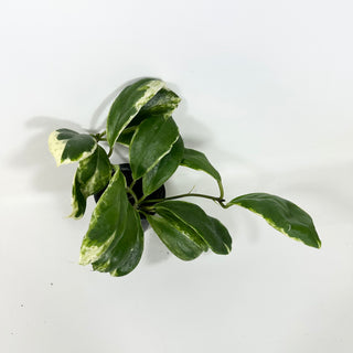 Hoya incrassata 'Eclipse' [#2082]