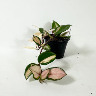 Hoya carnosa 'Purple Pride' [#1945]