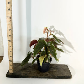 Begonia 'Ginny Galaxy' [#2245]