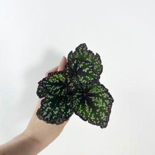Begonia 'Fairytale' [#2124]