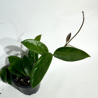 Z-5054 - Hoya vangviengiensis