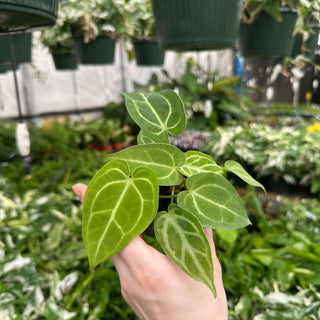 Anthurium magnificum/‘Silver Blush' x 'Arnold Schwarzenegger'