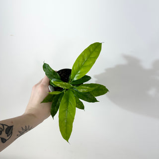 Hoya solokensis [#2358]