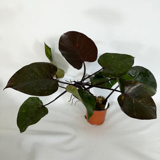 Philodendron 'Orange Princess' (Non-TC) [#1177]